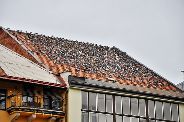 A2B Pest Control are able to install spikes to deter birds from roofs in Churchdown. 