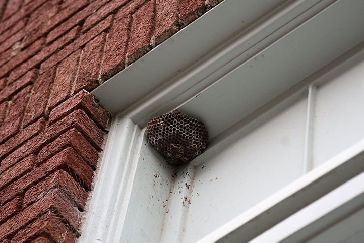 We provide a wasp nest removal service for domestic and commercial properties in Churchdown.